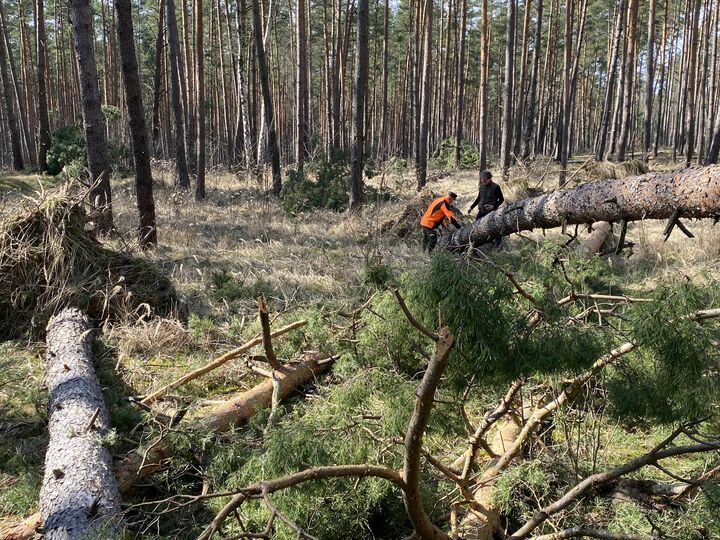Wald nach Sturmschäden Wald nach Sturmschäden