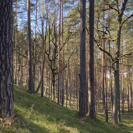Brandenburger Kiefernwald Brandenburger Kiefernwald