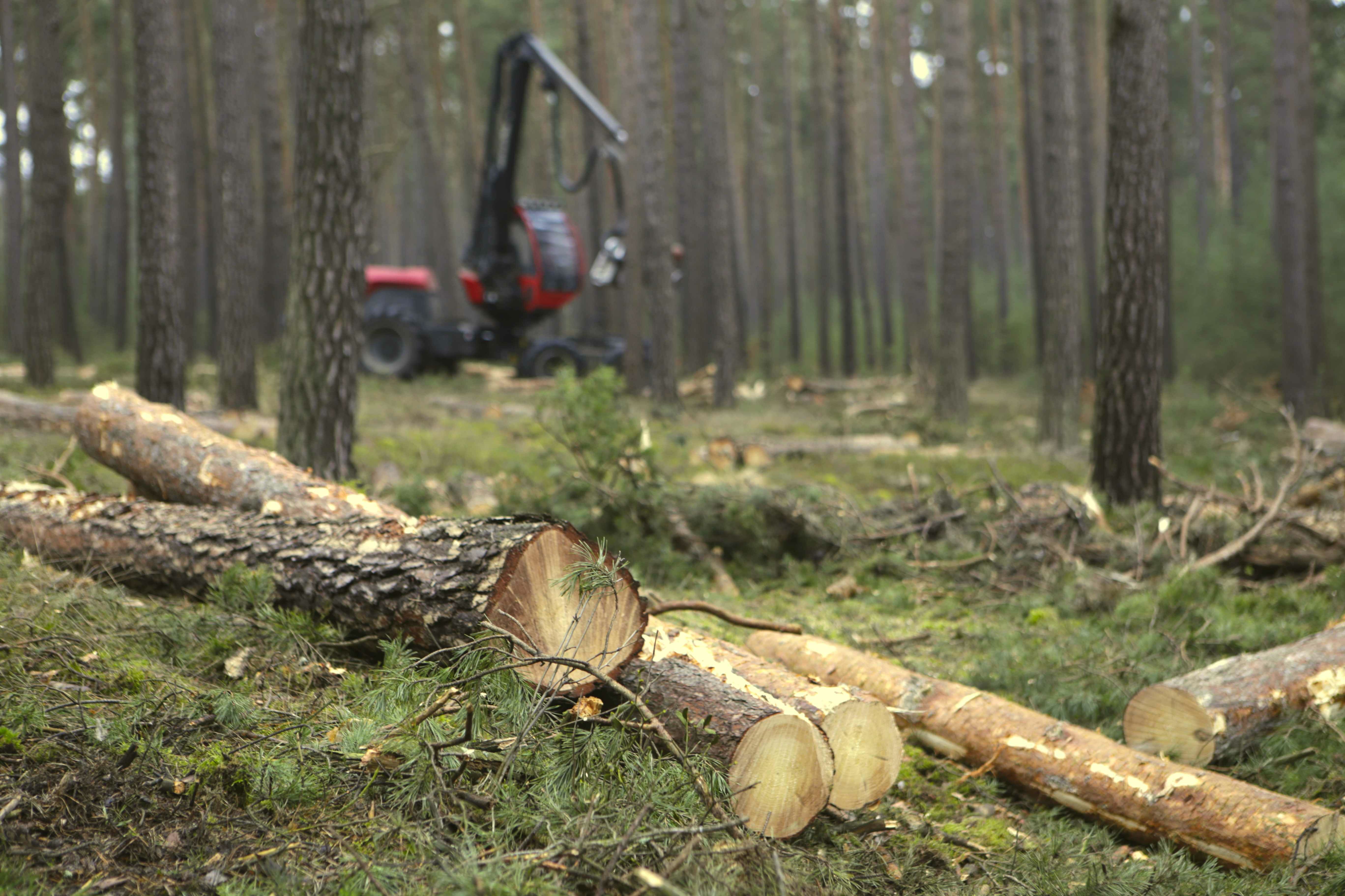 Waldumbau und Waldverjüngung