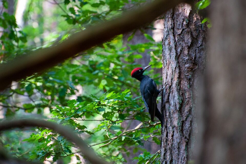 Waldspaziergang in den Krausnicker Bergen