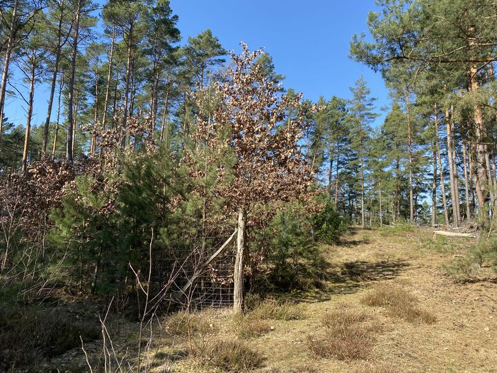Waldverjüngung Waldverjüngung