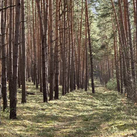 Brandenburger Kiefernwald